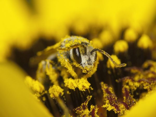 Bee in pollen
